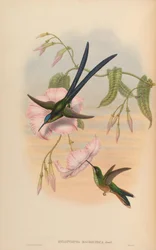 Hylonympha macrocerca